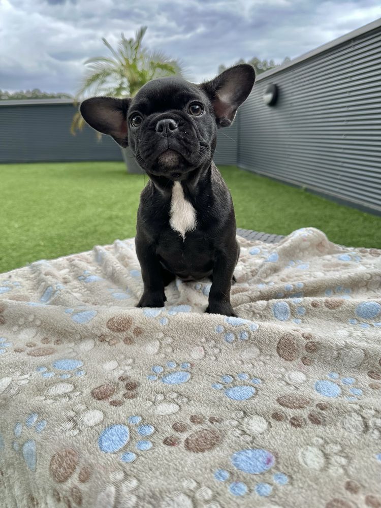 Bulldog femea top