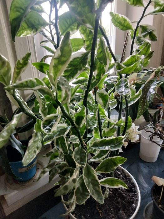 Педилантус титимолоидный