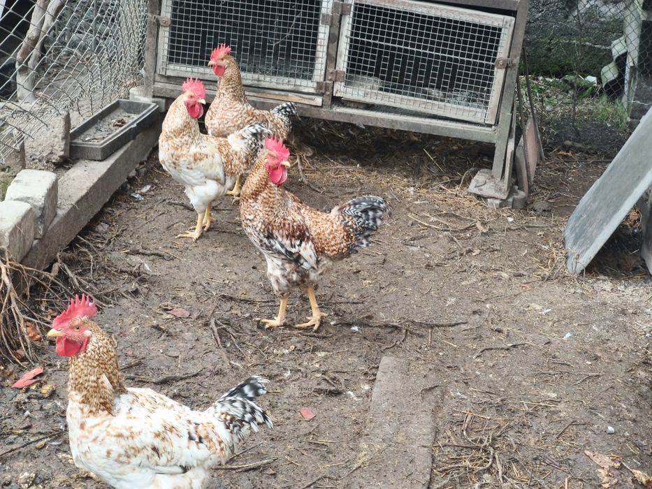 Продам петухов 100 гр