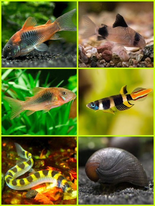 Aquasousa.com - Tetras, Guppys, Corydoras, Neons e muito muito mais...