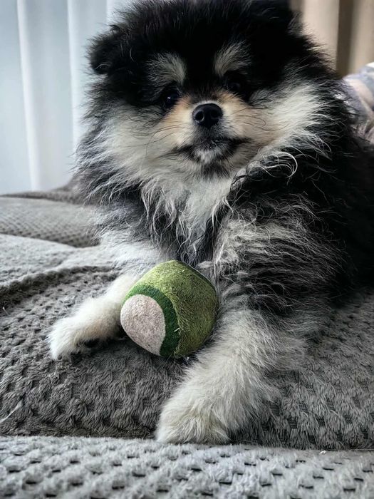 Szpic miniaturowy- pomeranian