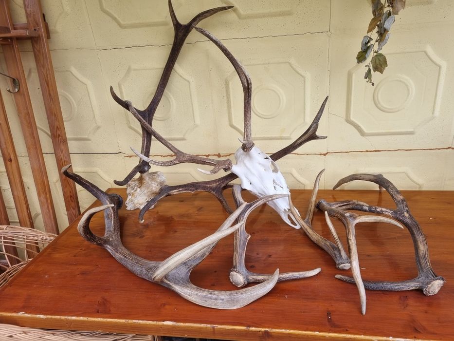 Sprzedam Poraża zrzuty