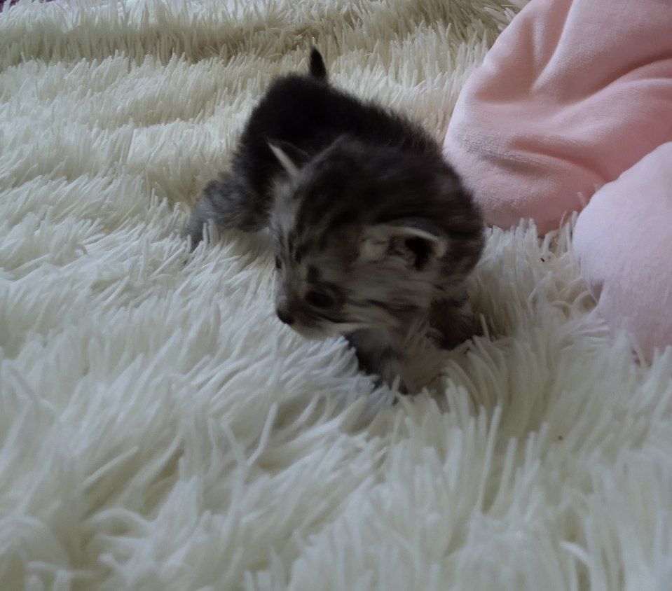 Котики шукають родину! В добрі руки!
