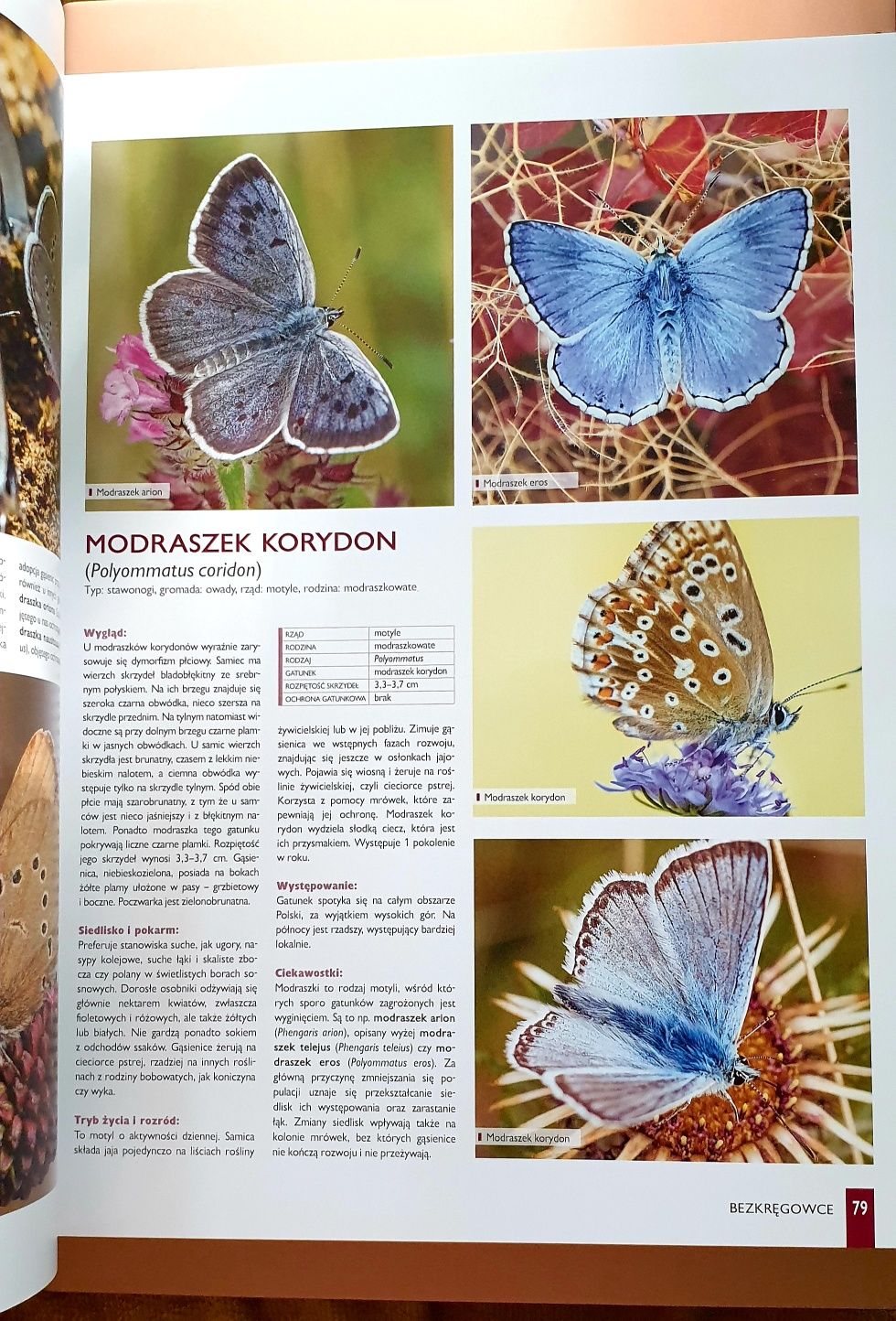 Zwierzęta Polski - szczegółowy opis 300 gatunków