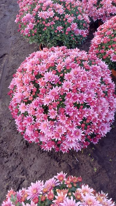 Chryzantemy drobnokwiatowe od producenta