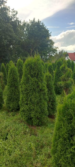 Tuja szmaragd, thuja smaragd, spirala