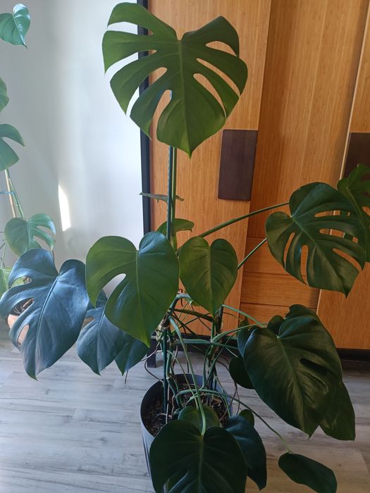 Monstera z doniczką