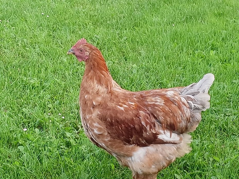 Kogut młody. Nie Lili