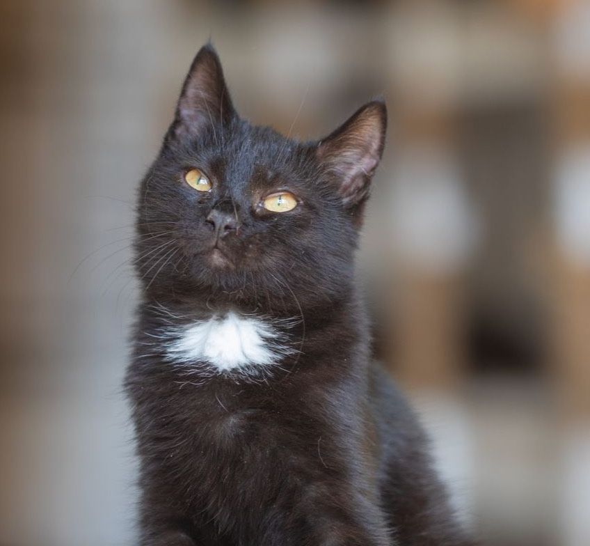 Черный позитив Оникс, 1 год, кот