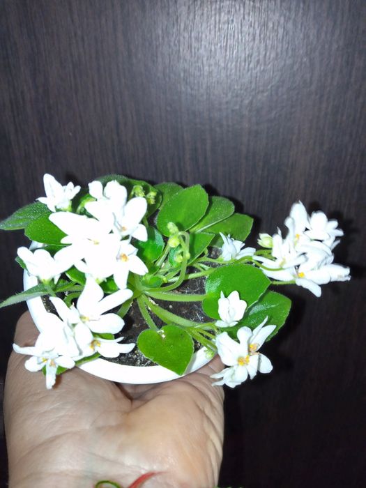 Трейлер. Фіалки. Сенполії