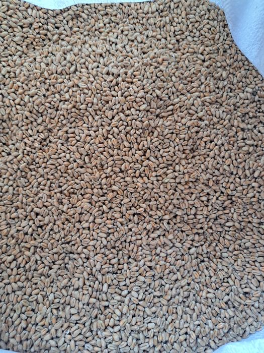 Pszenica jęczmień dla kur kaczek gołębi gesi drobiu swin krów bykow