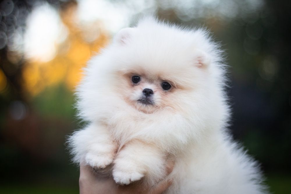 Pomeranian suczka biala FCI