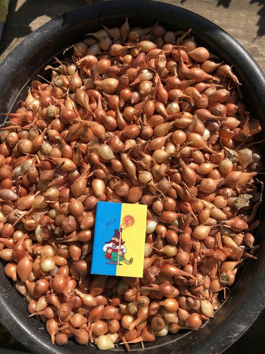 Продам лук севок, тыканка, арпажик