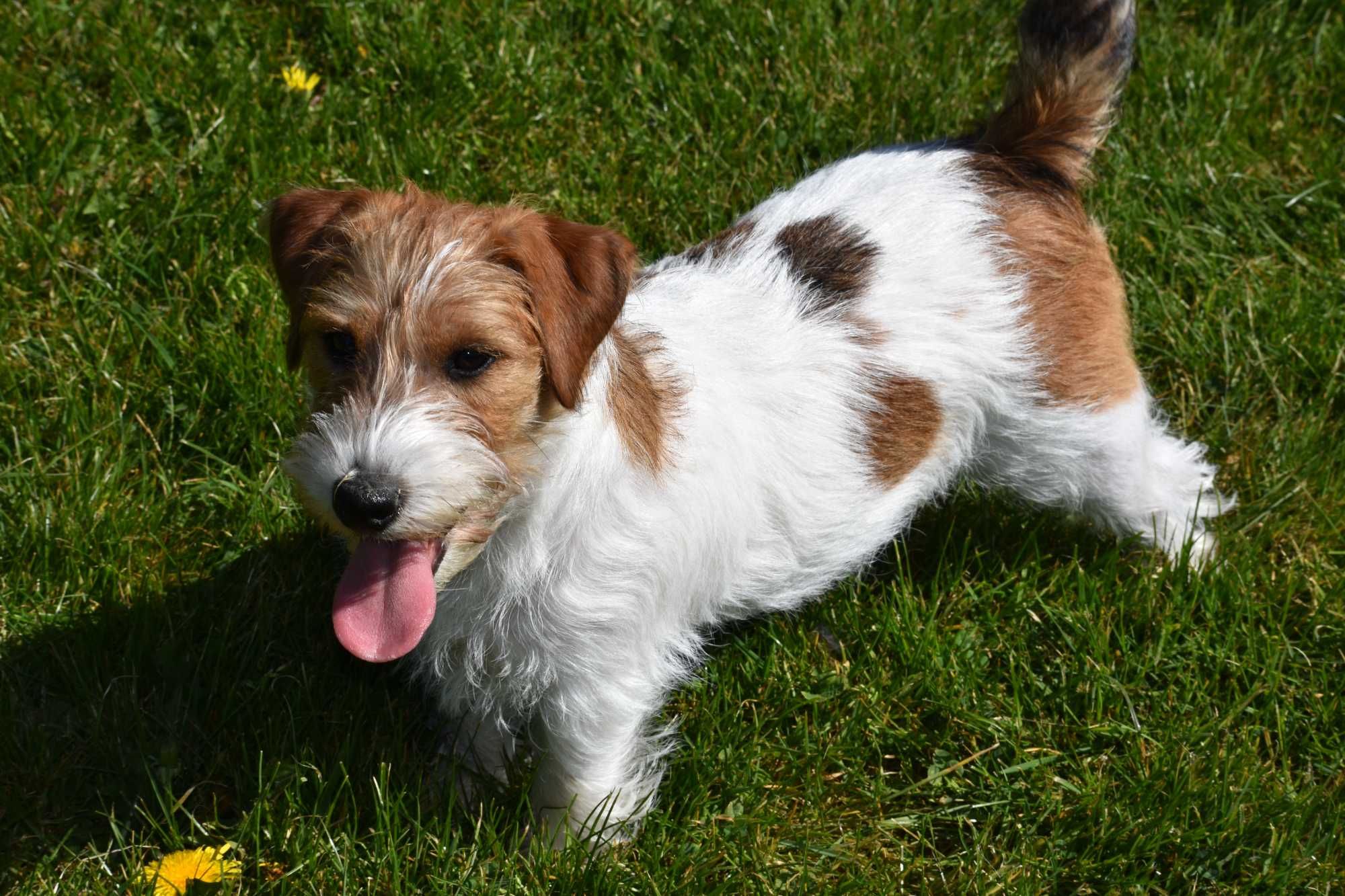 Piękny szczeniak rasy Jack Russell Terrier-chłopiec dla rodziny