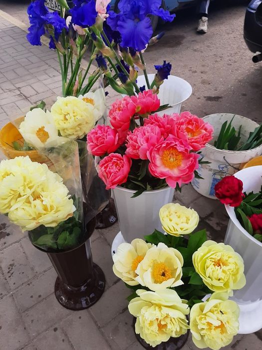 Пионы саженцы Півонія саджанці корони пионов