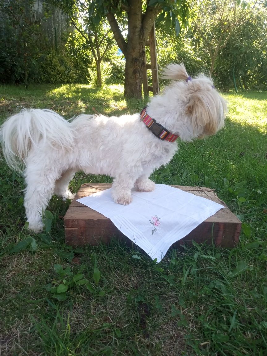 Obroża dla psa różowa
