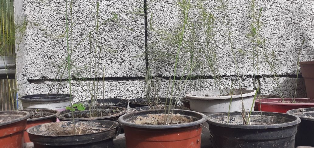 plantas espargos em vaso