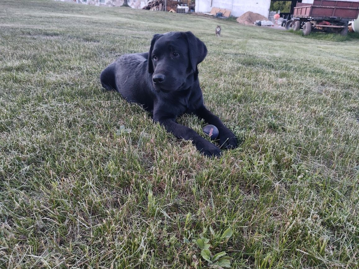 Zaginął młody labrador