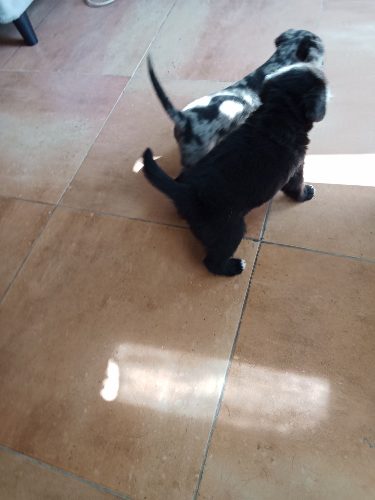 Cachorro para adoção