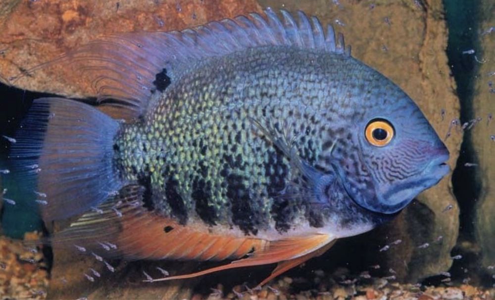 Цихлазома Джэк Демпси Биоцелатум Американские Цихлиды