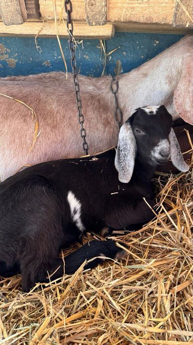 Козел. Козлики. Кози. Молоді кози