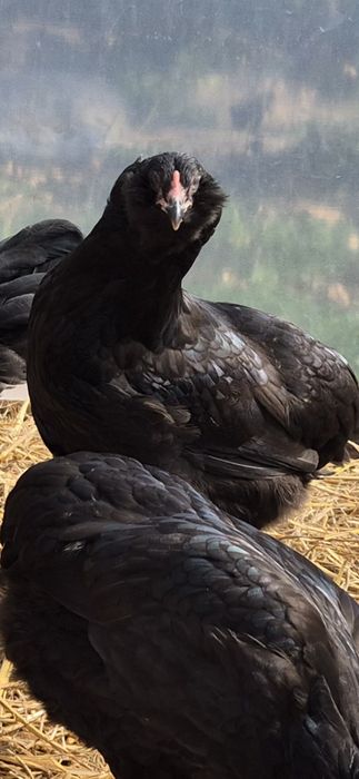 Koguty araucana, rosa, legbar, leghorn