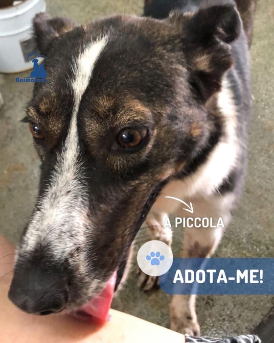 Picola - cadela para adocao