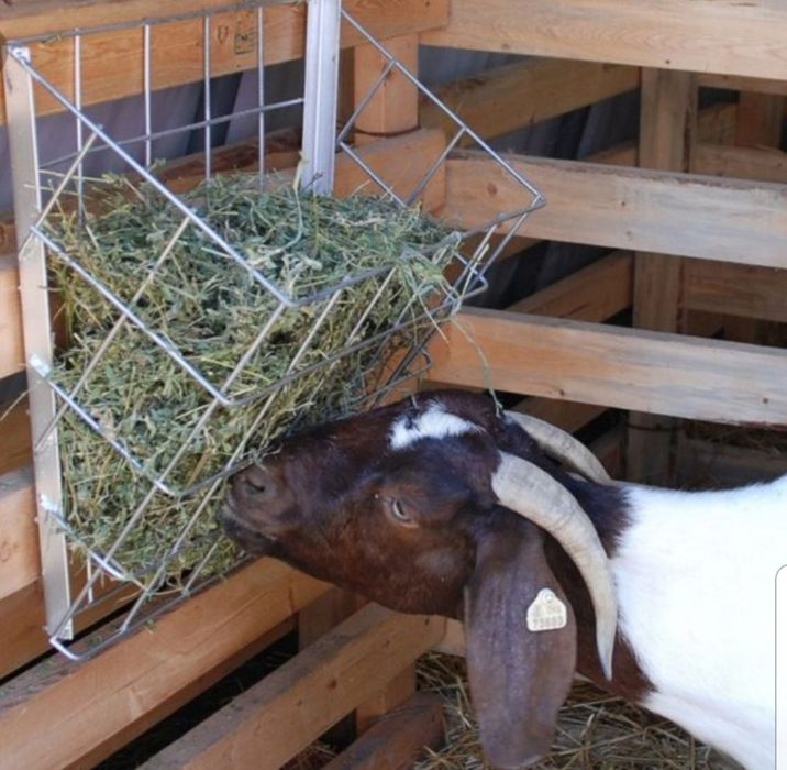 СІНО З ДОСТАВКОЮ від 1 шт в тюках мешках, сено (могары и др виды)