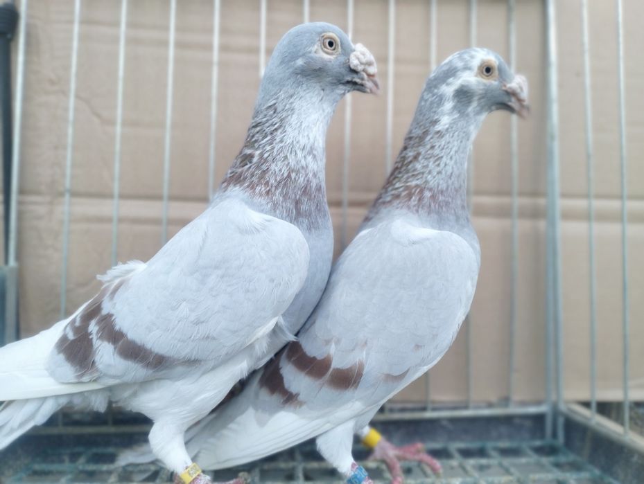 Gołębie Staropolskie