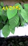 Plantas de Anona Chirimoya
