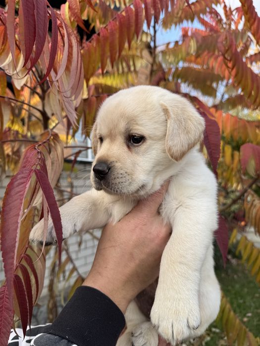 Маленький красунчик , хлопчик з документами