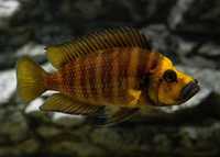 GB TANGANIKA Altolamprologus Compressiceps Gold Head