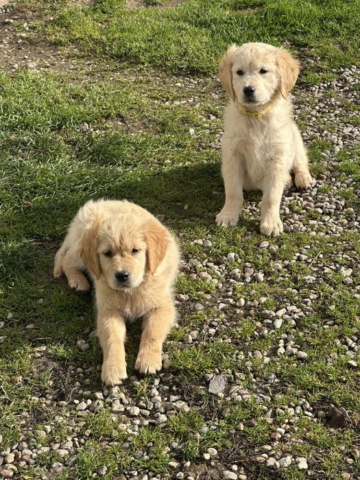 Golden Retriever - suczka