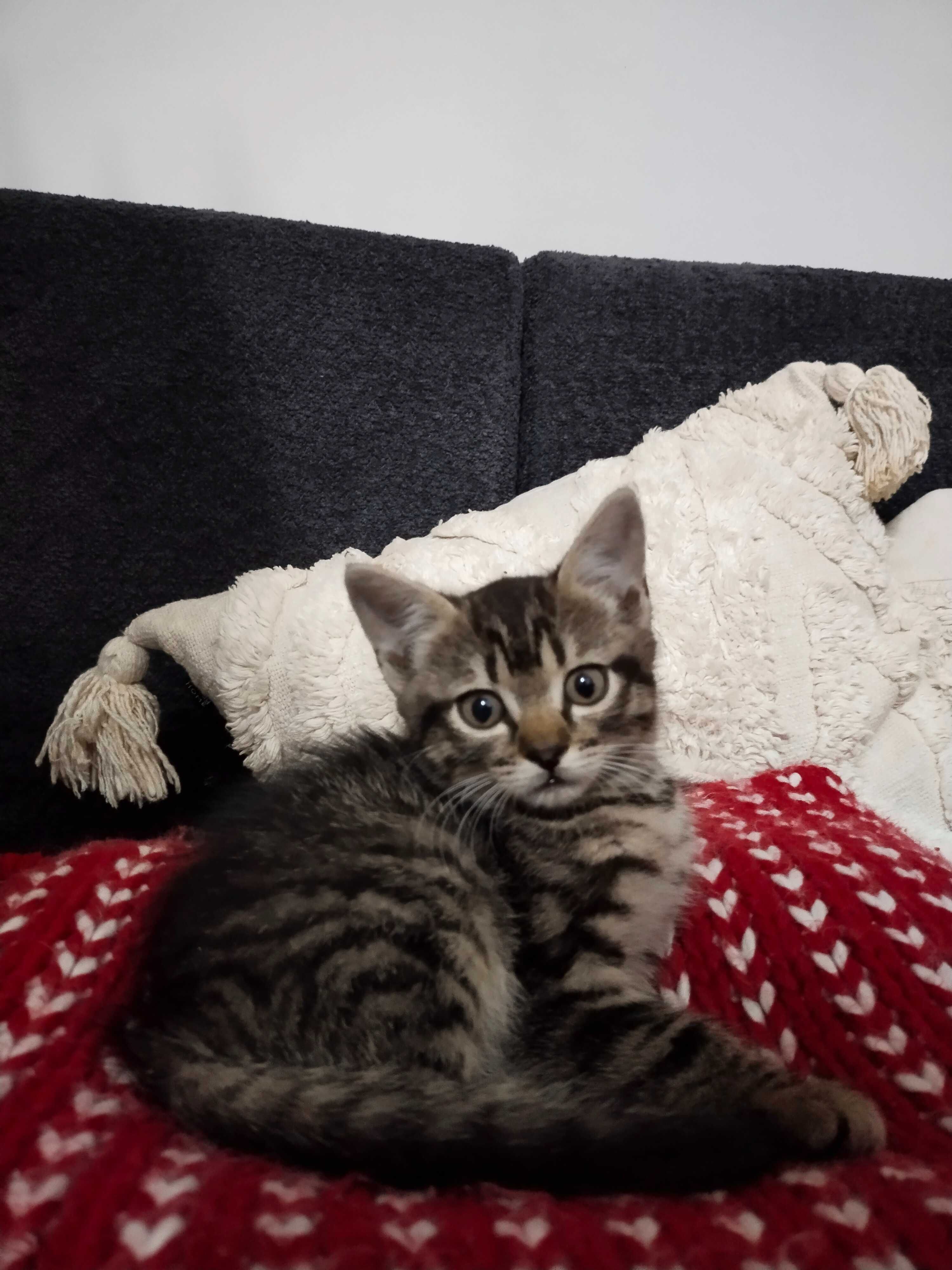 Віддам котиків в добрі руки