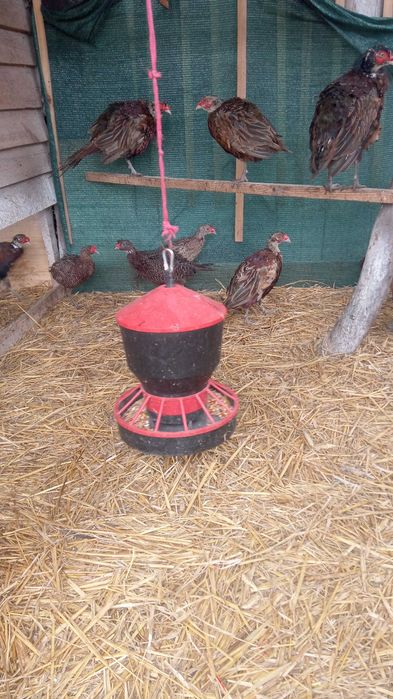 Bażanty łowne - młode