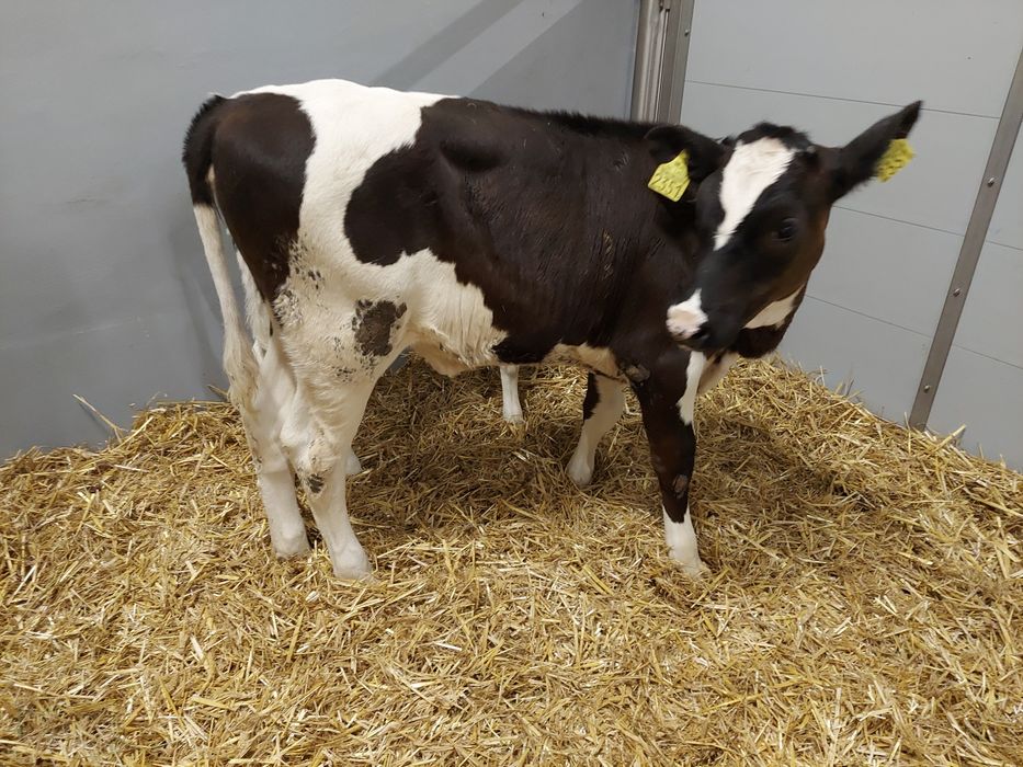 Jalowki hf odchowane Polskie