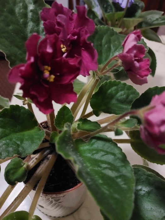 Не дорого, взрослые цветущие фиалки