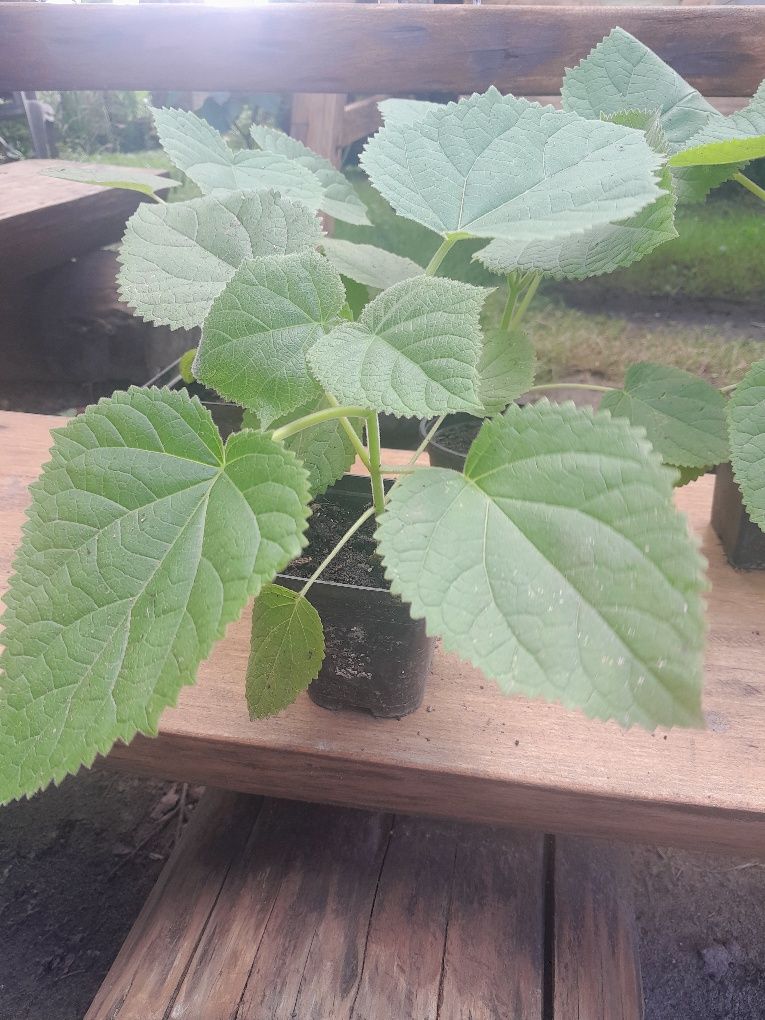Oxytree, paulownia