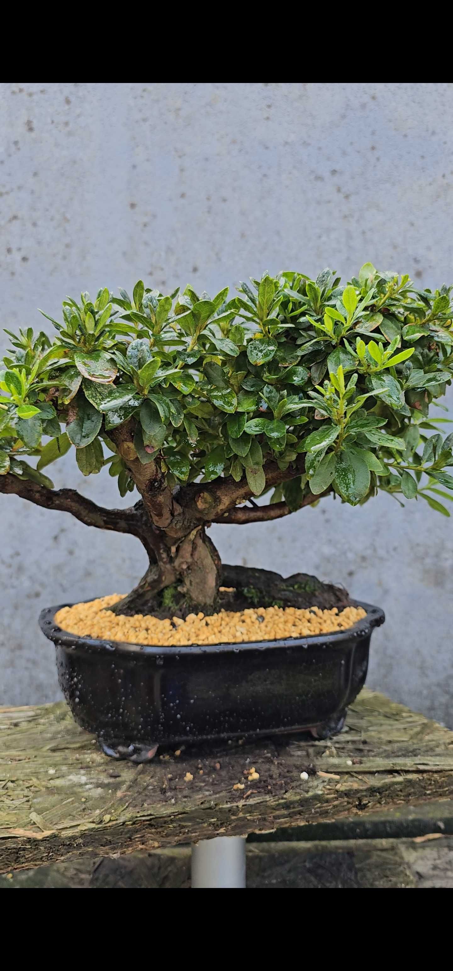 Bonsai de azalea