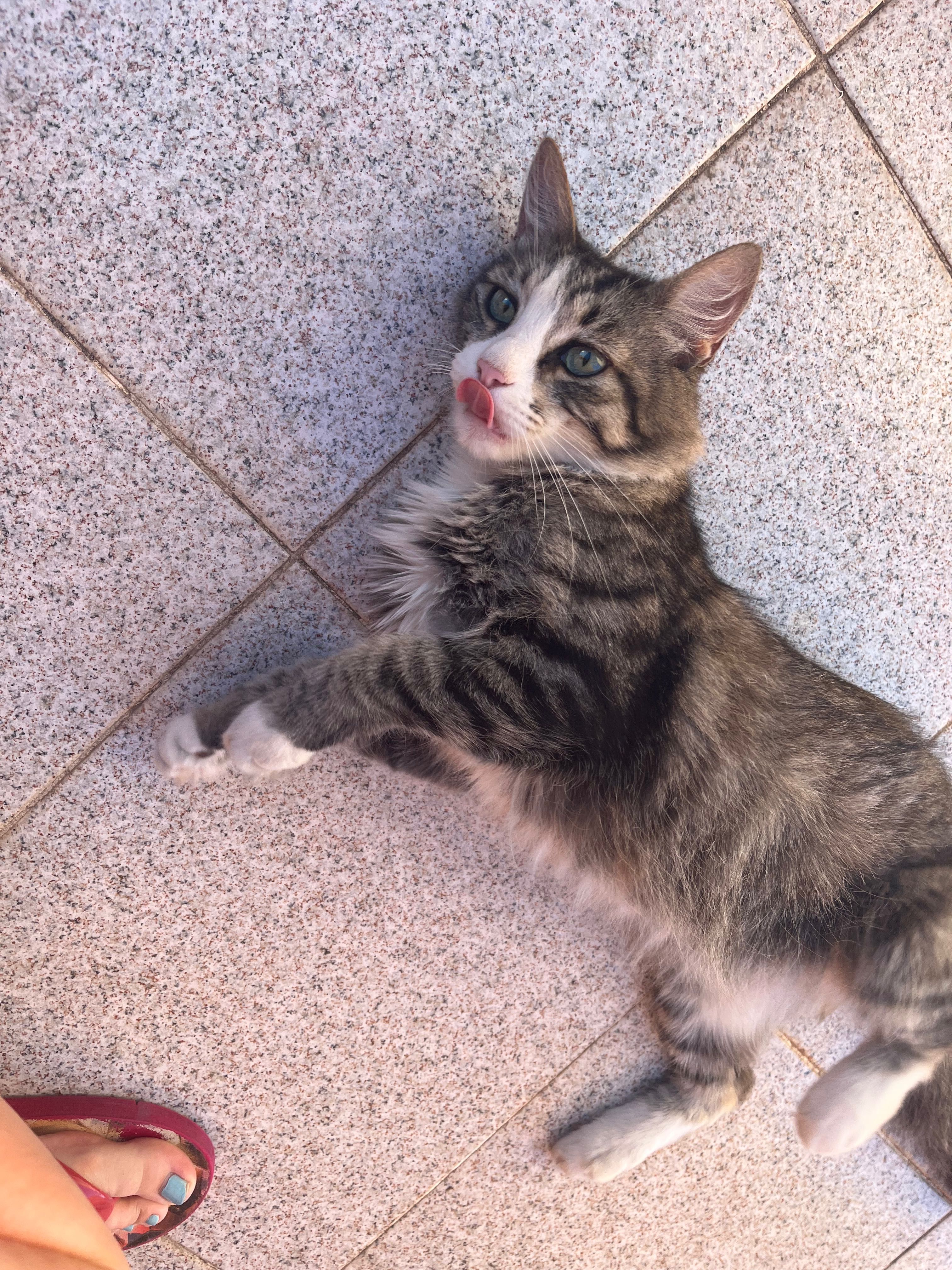 Gatinha de 11 anos
