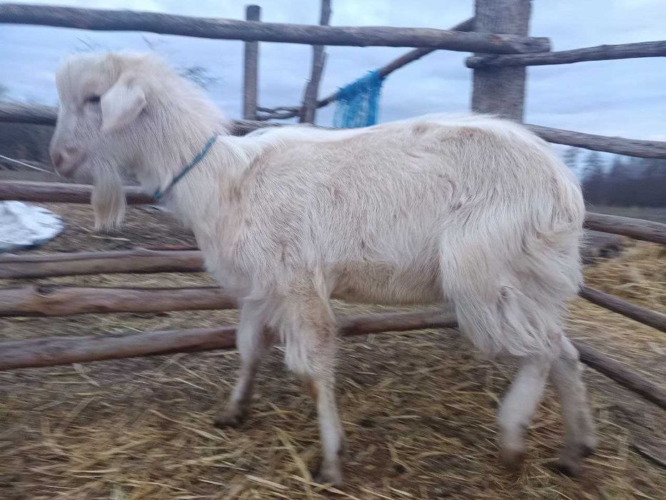 Продаються  цапи