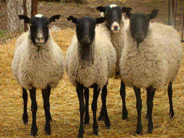Продам овцы, бараны, ягнята романовской породы