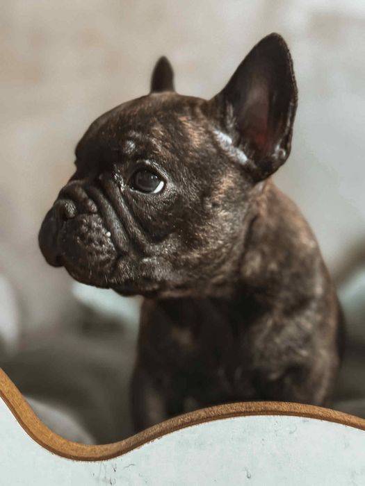 Gracjan Buldog francuski ZKWP