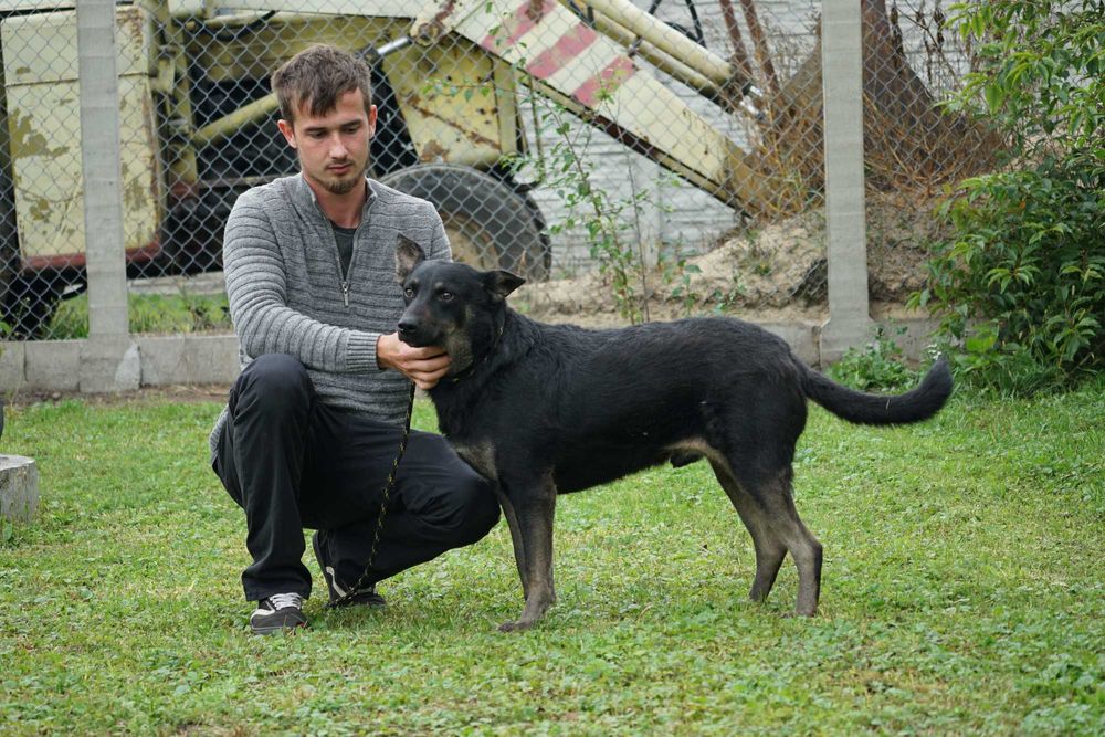 Ruben - przesympatyczny pies szuka domu