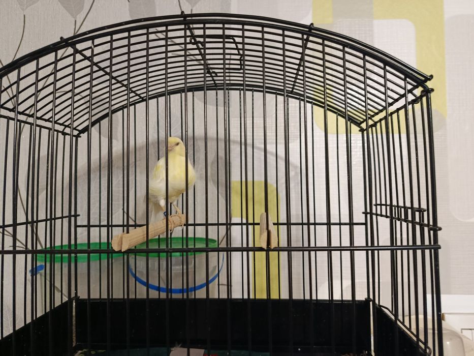 Kanarek Samiczka Fiorino