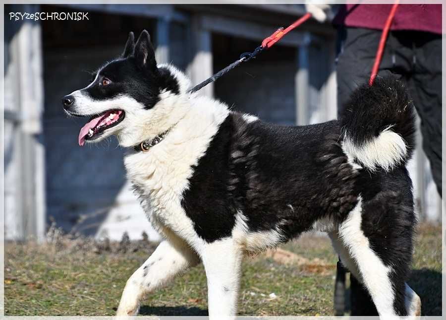Karel – szuka odpowiedzialnego domu znającego ten typ rasy