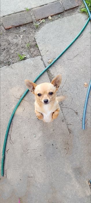 Chihuahua sunieczka
