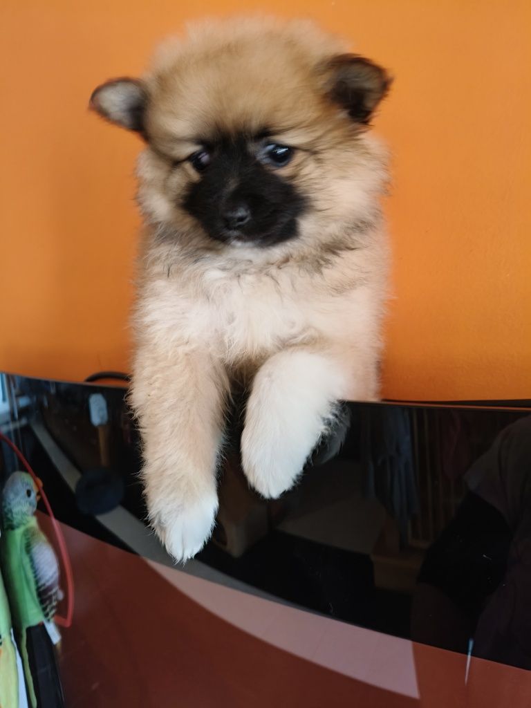 Spitz alemão menina