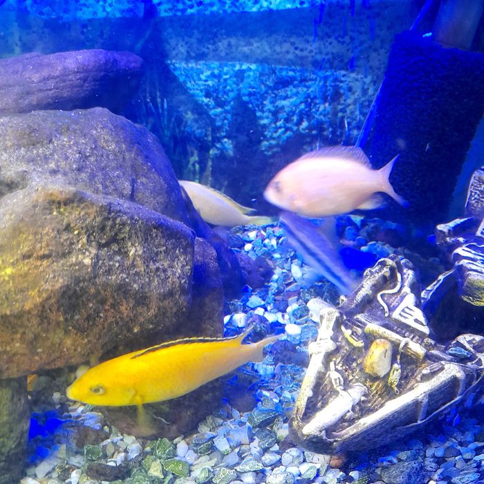 Sprzedam pyszczaki żółte