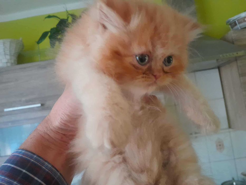 Kocurek perski rudo-biszkoptowy